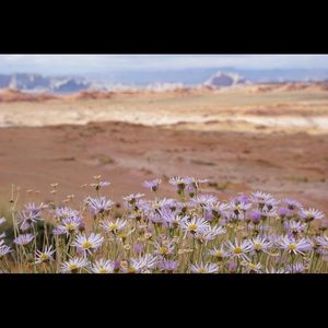 Meet your Posher, Thai